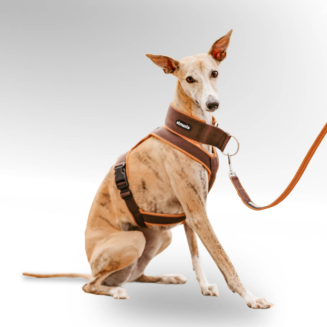 Windhund Whippet sitzend in beige mit braunem Windhundgeschirr vor hellem Hintergrund