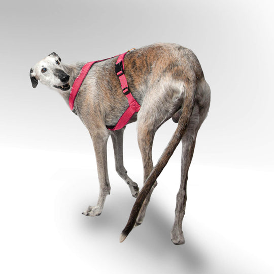 Windhund Galgo mit pinkem Windhundgeschirr vor hellem Hintergrund