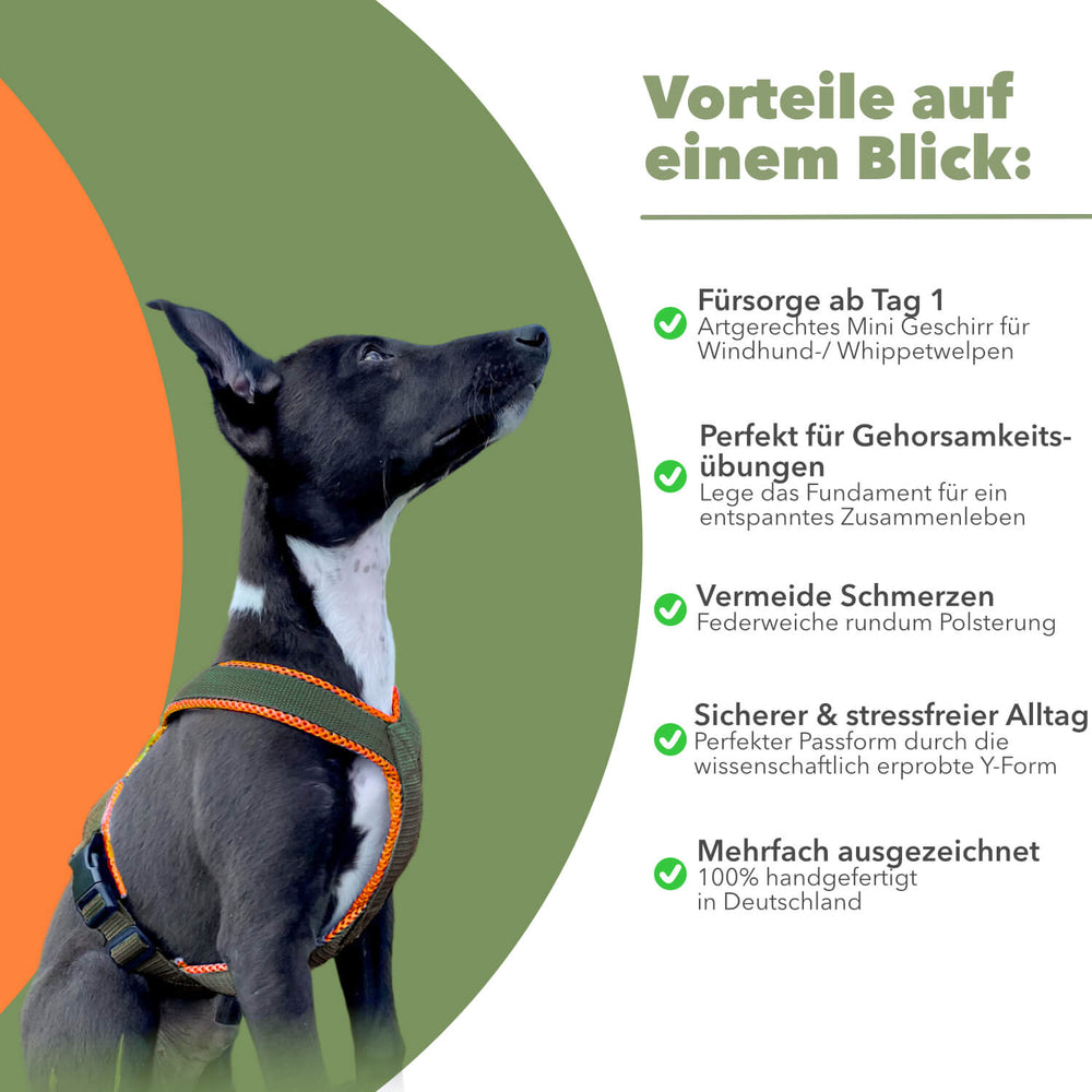 Windhundgeschirr gepolstert Geschirr Whippet, italienisches Windspiel Farbe khaki orange Welpe Benefits