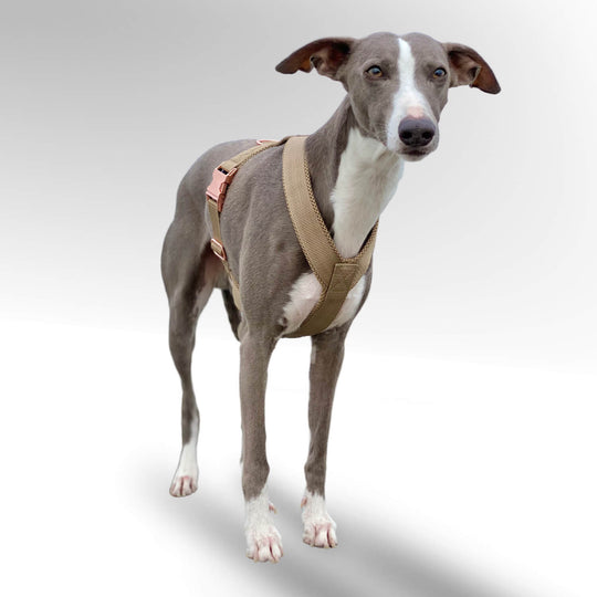 Grauer Whippet mit beigem Windhundgeschirr stehend vor weißem Hintergrund