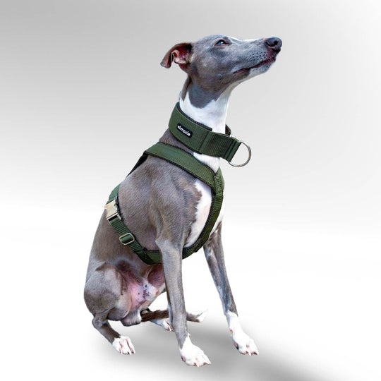 Grauer Whippet Windhund sitzend mit khaki Windhundgeschirr vor weißem Hintergrund