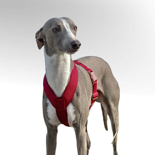 Grauer Whippet Windhund stehend mit rotem Windhundgeschirr vor weißem Hintergrund.