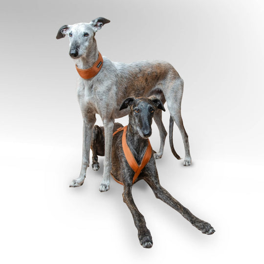 2 Windhunde Galgos mit hellbraunen Windhundgeschirr vor weißem Hntergrund