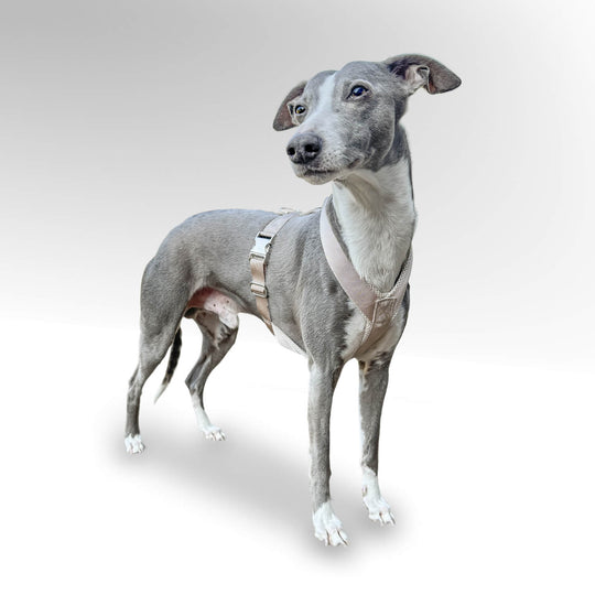 Grauer Whippet Windhund stehend vor weißem Hintergrund mit hellbeige Windhundgeschirr.