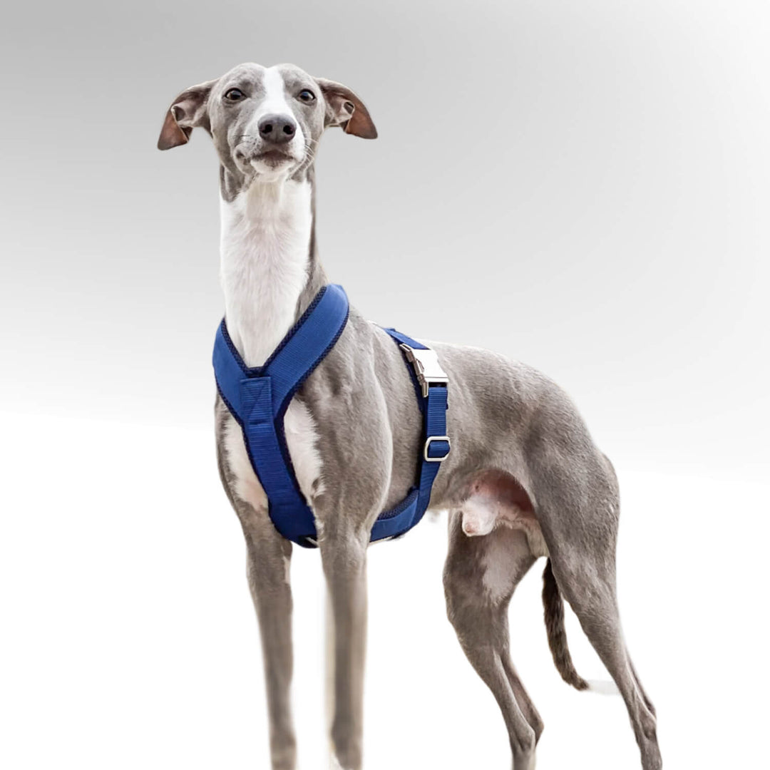 Grauer Whippet Windhund stehend mit blauem Windhundgeschirr vorweißem Hintergrund.