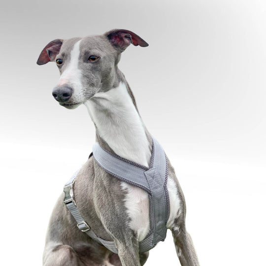 Grauer Whippet Windhund sitzend mit grauem Windhundgeschirr vor weißem Hinterrund.