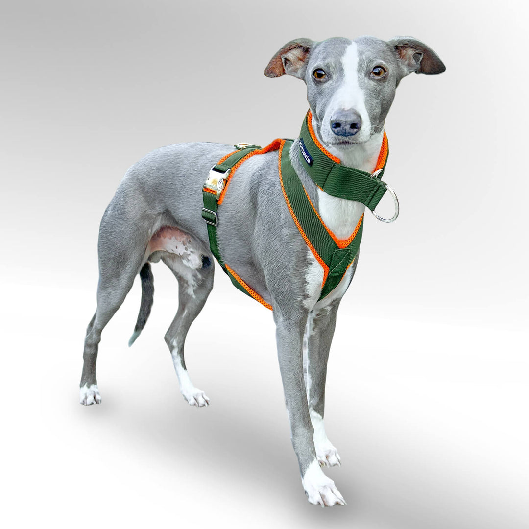 Windhundgeschirr gepolstert Geschirr Whippet, Galgo, Podenco, Greyhound. Whippet mit khaki orange Geschirr
