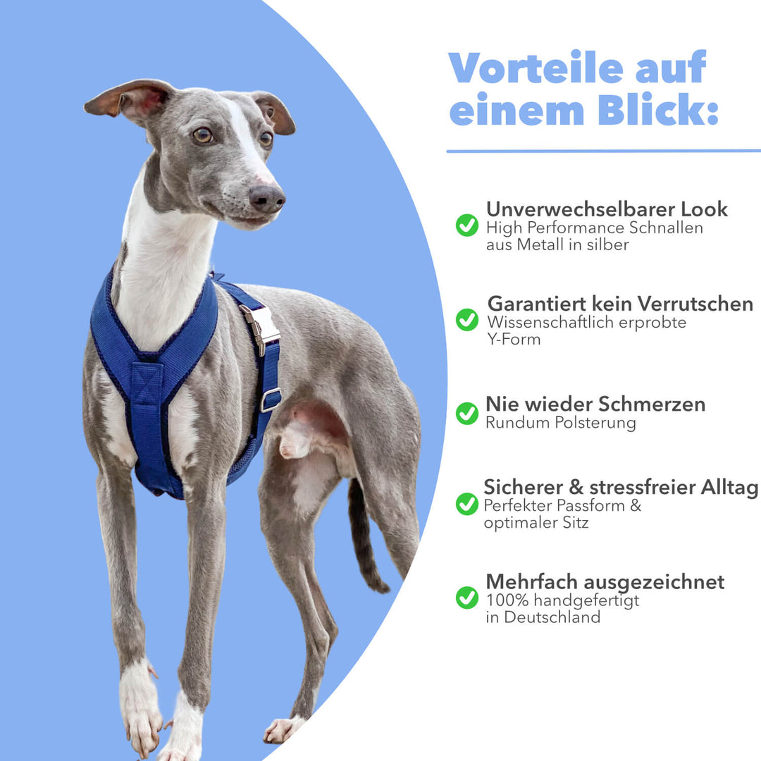 Windhundgeschirr gepolstert Geschirr Whippet, Galgo, Podenco, Greyhound Benefits Farbe blau