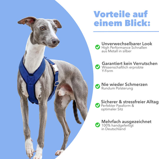 Windhundgeschirr gepolstert Geschirr Whippet, Galgo, Podenco, Greyhound Benefits Farbe blau