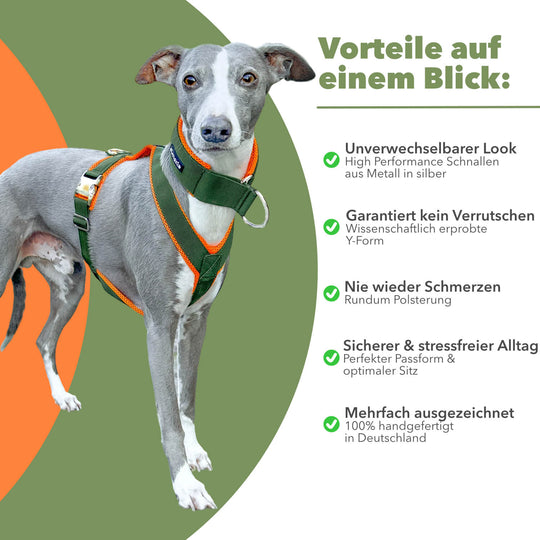 Windhundgeschirr gepolstert Geschirr Whippet, Galgo, Podenco, Greyhound Benefits Farbe khaki orange