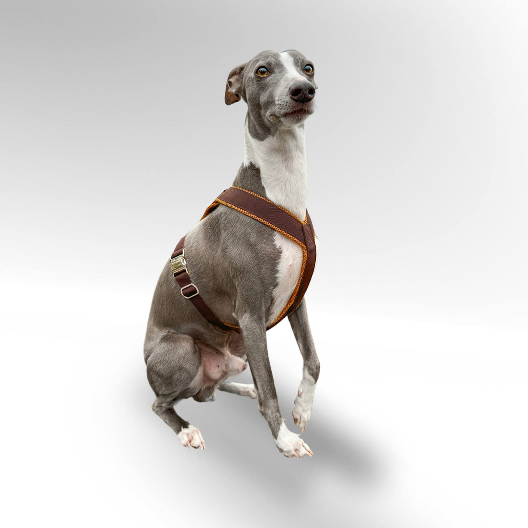 Windhund Whippet in grau mit braunem Windhundgeschirr vor hellem Hintergrund