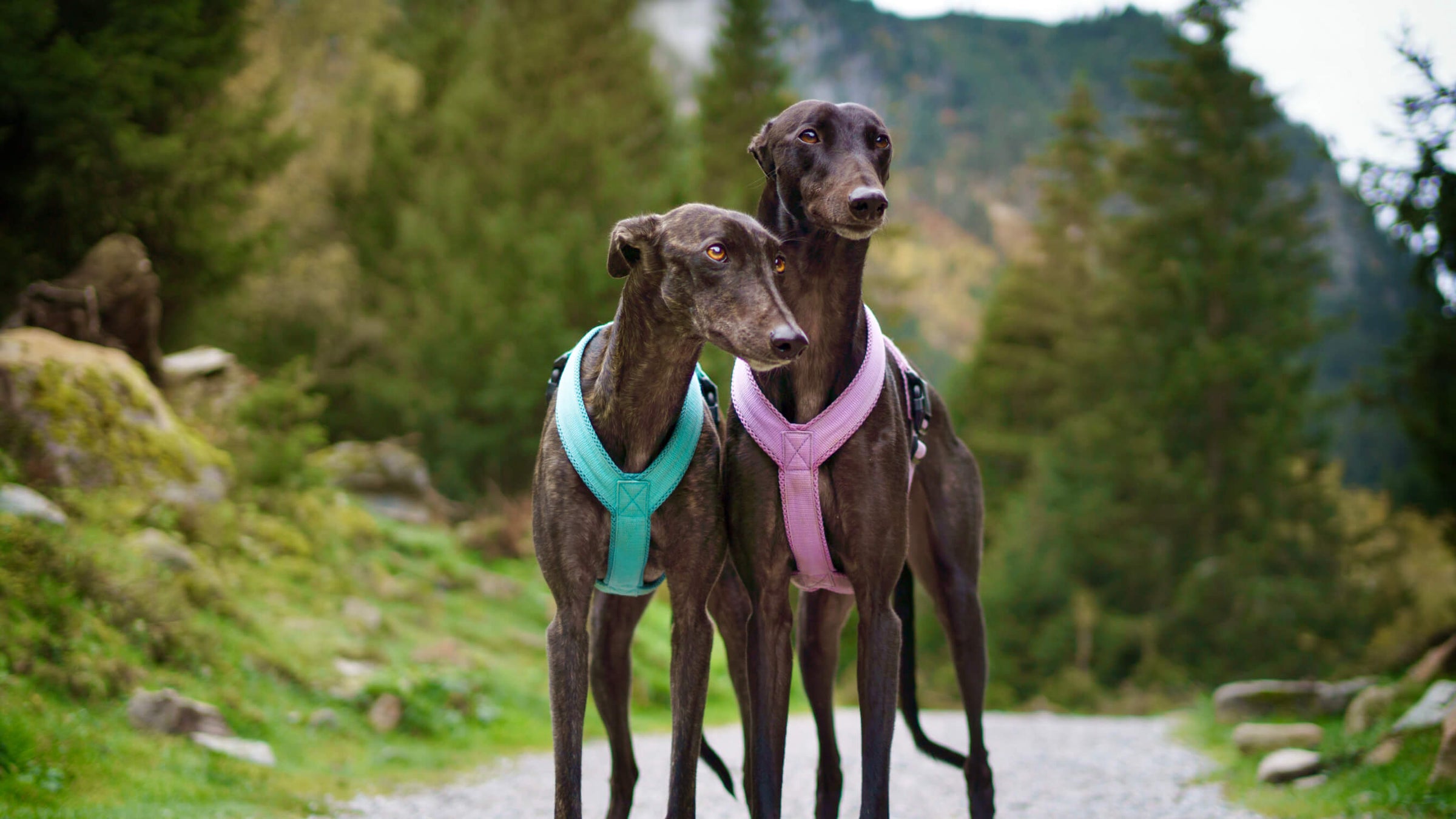 Greyhound Geschirr Windhundgeschirr