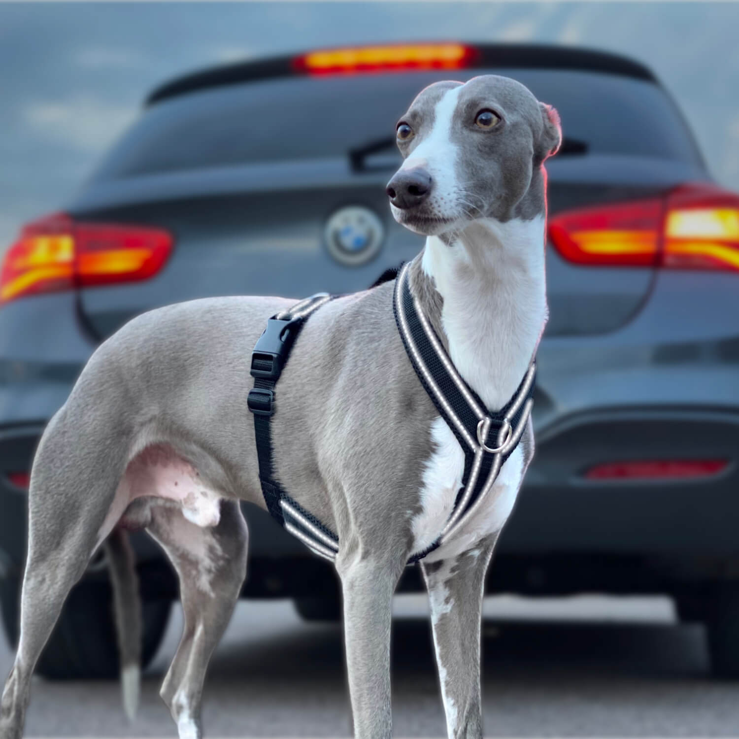 Windhundgeschirr mit Reflektor Whippet