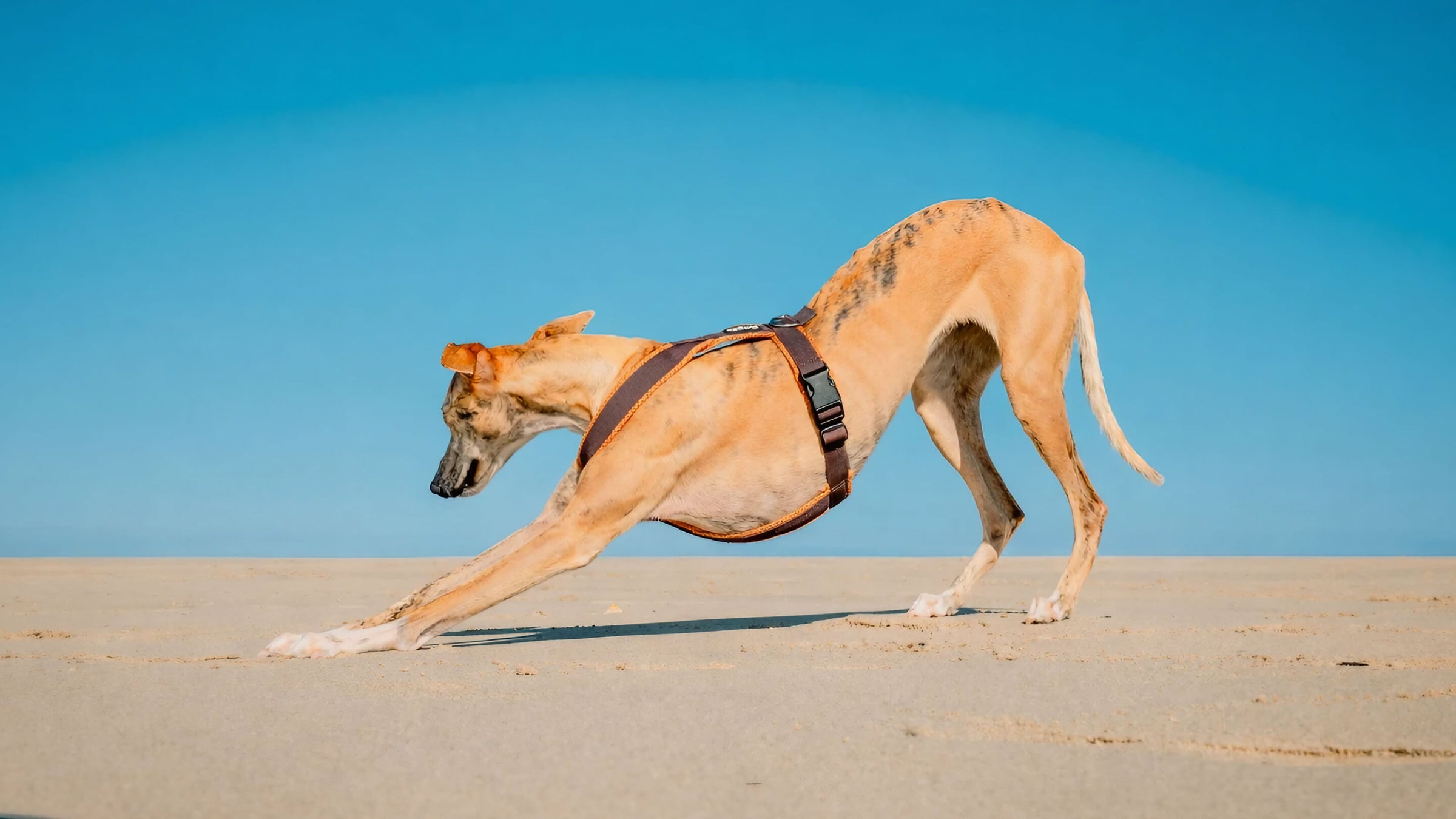 Whippet am Strand mit elmorio® Windhundgeschirr ausbruchsicher