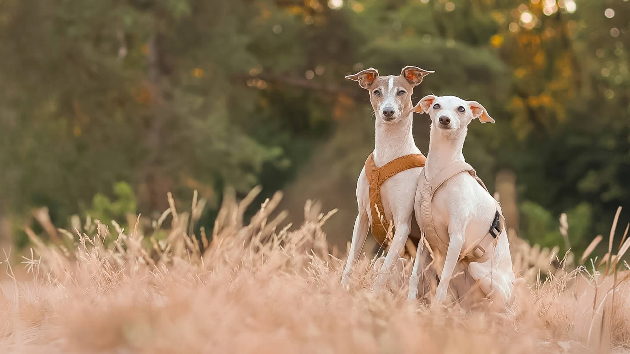 Zwei italienische Windspiele sitzen auf einem Feld und tragen Windhundgeschirre von elmorio®