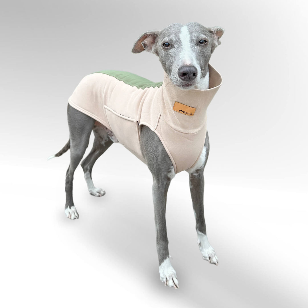 Grauer Whippet steht vor einer weißen Wand mit den Windhundpullover Bellin in beige