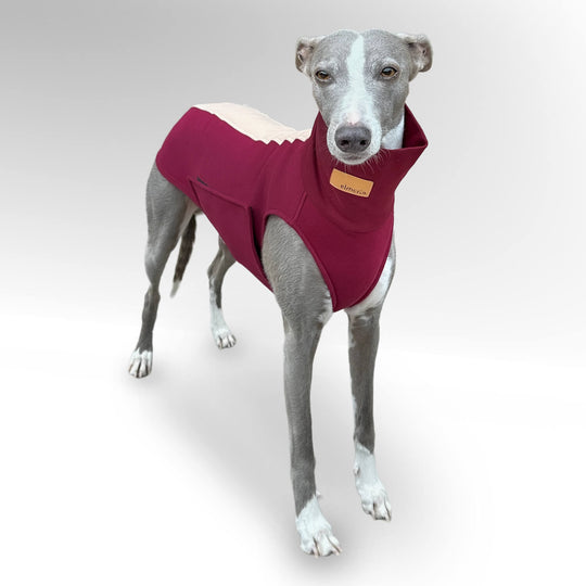 Grauer Whippet steht vor einer weißen Wand mit den Windhundpullover Bellin in bordeaux