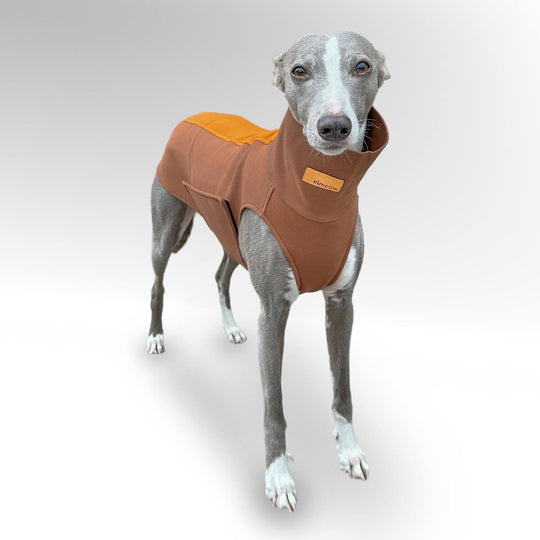 Grauer Whippet steht vor einer weißen Wand mit den Windhundpullover Bellin in braun
