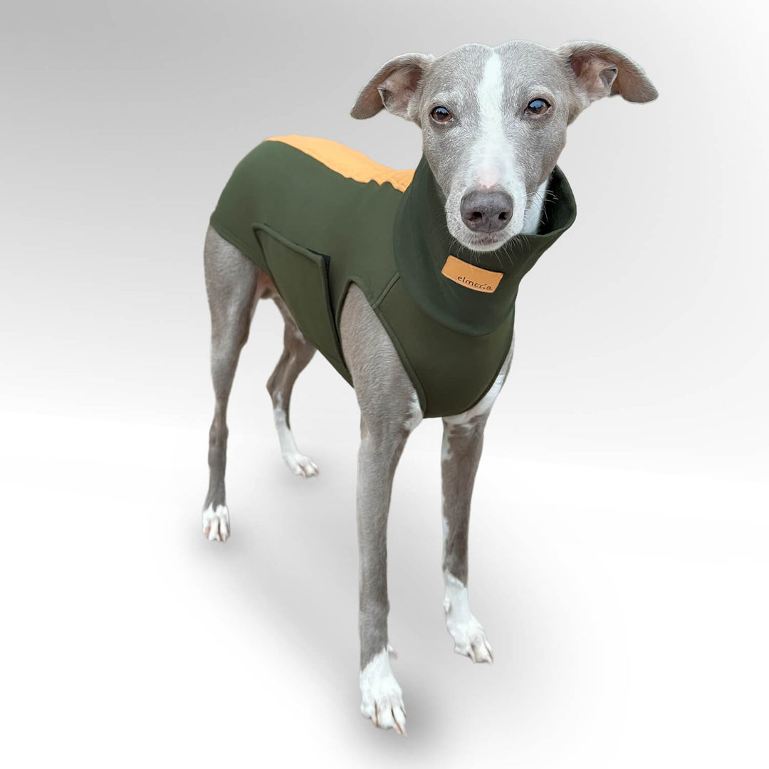 Grauer Whippet steht vor einer weißen Wand mit den Windhundpullover Bellin in khaki