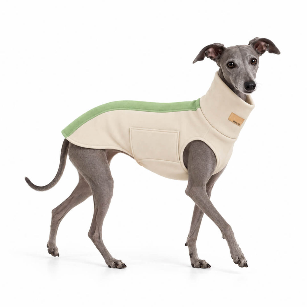 Graues italienisches Windspiel steht vor einer weißen Wand mit den Windhundpullover Bellin in beige