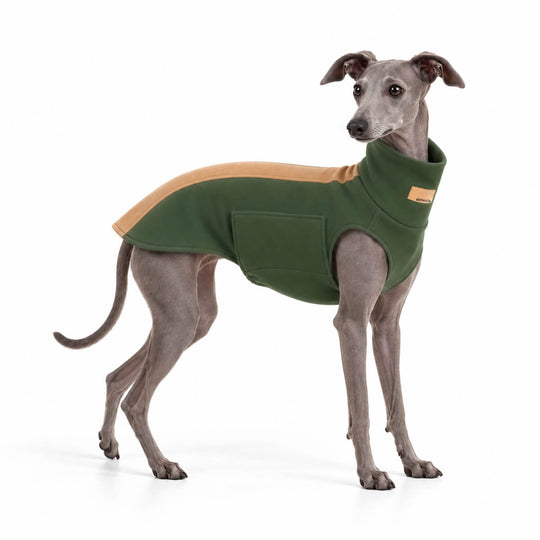 Graues italienisches Windspiel steht vor einer weißen Wand mit den Windhundpullover Bellin in khaki