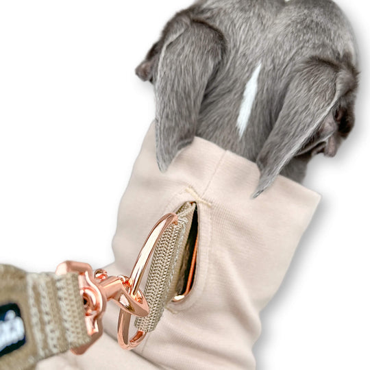 Grauer Whippet trägt beigen Pullover miteinem Schlitz am Kragen für das Windhundhalsband