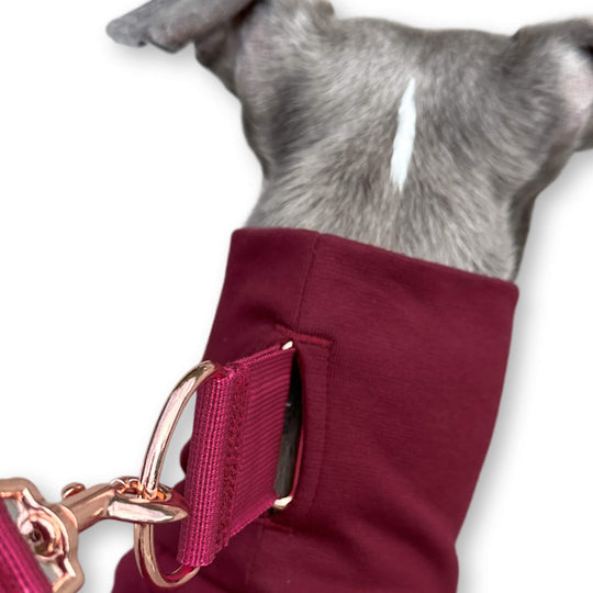 Grauer Whippet trägt roten Pullover miteinem Schlitz am Kragen für das Windhundhalsband