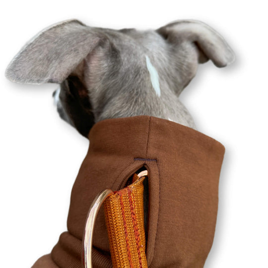 Grauer Whippet trägt braunen Pullover miteinem Schlitz am Kragen für das Windhundhalsband