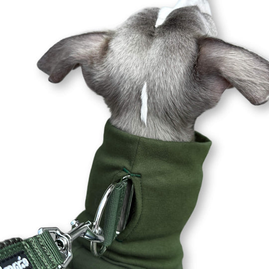 Grauer Whippet trägt khaki Pullover miteinem Schlitz am Kragen für das Windhundhalsband