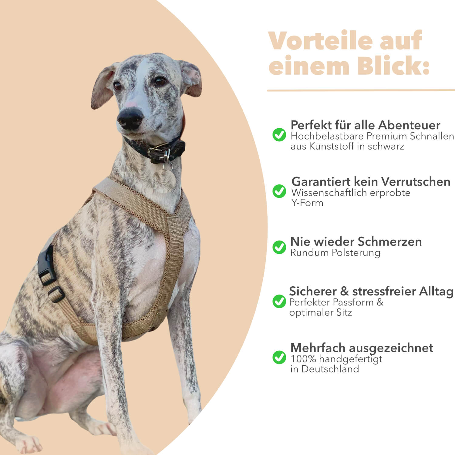 Geschirr whippet best sale