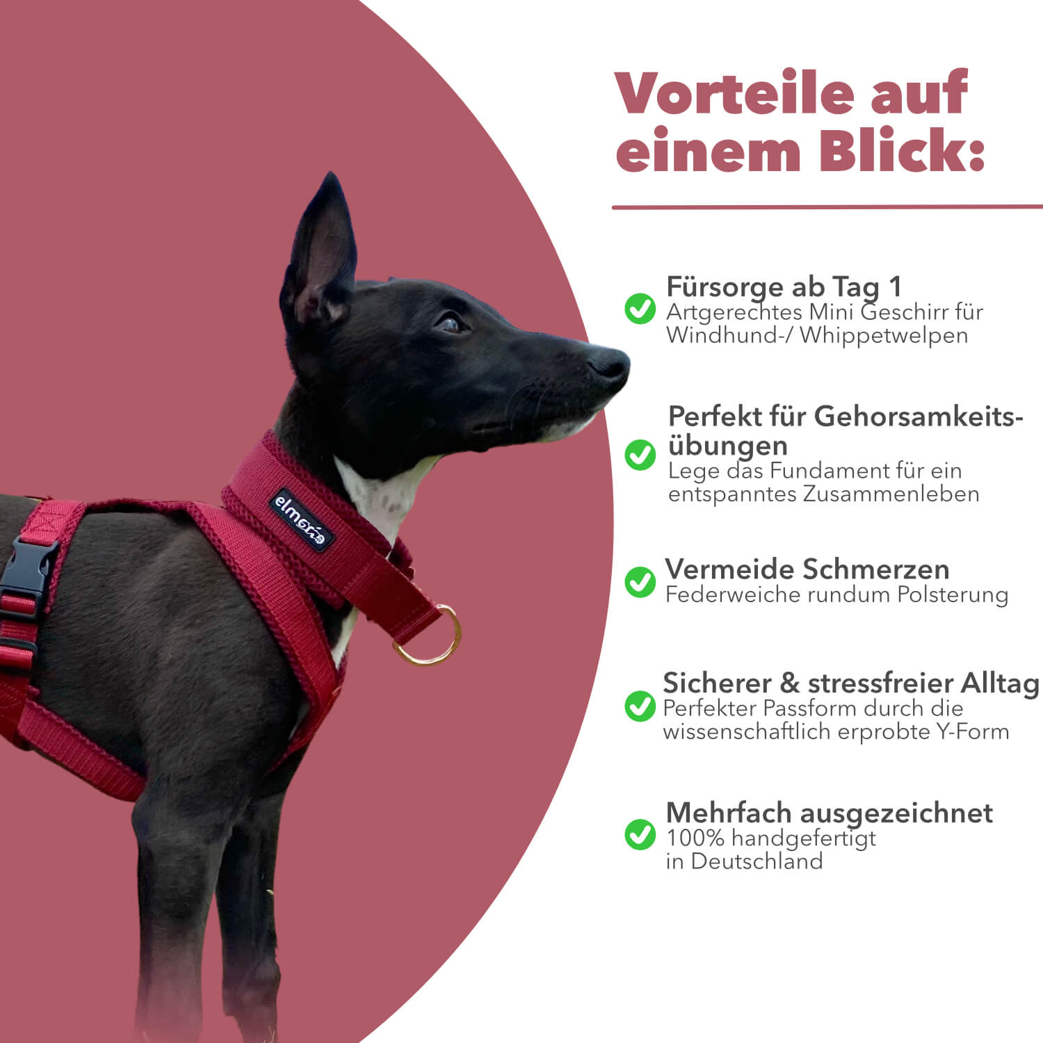 Windhundgeschirr gepolstert Geschirr Whippet, Galgo, Podenco, Greyhound Farbe rot bordeaux Welpe Benefits