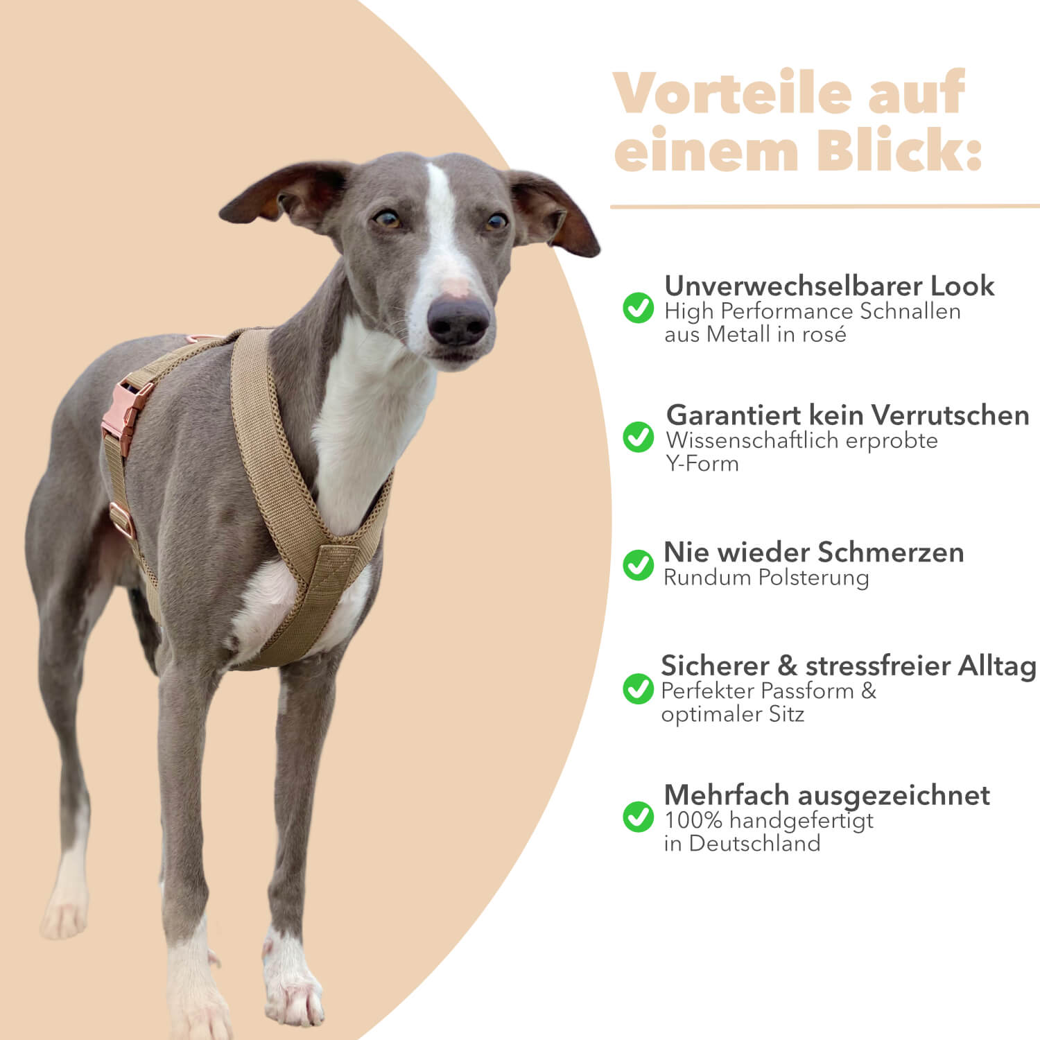 Windhundgeschirr gepolstert Geschirr Whippet, Galgo, Podenco, Greyhound Benefits Farbe beige